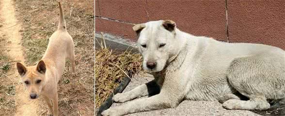 国犬中的丛林四大“捕快”，笔尾灰犬面临绝种，急待拯救