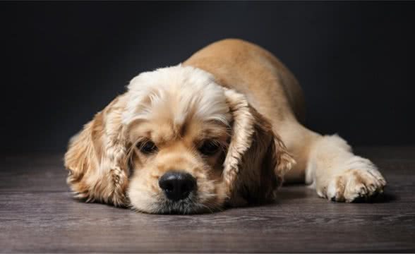 健康饲养圣伯纳犬应该知道的九件事