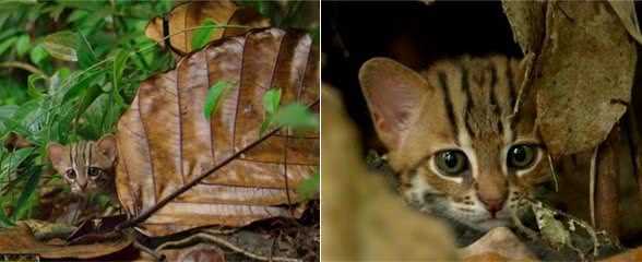 世界最小猫咪锈斑猫，能躲在一片叶子后面，简直是巴掌大的猫咪