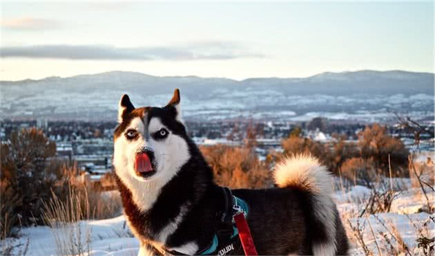 如果你要浪迹天涯，这4种犬，只要给口饭吃，必将舍命追随