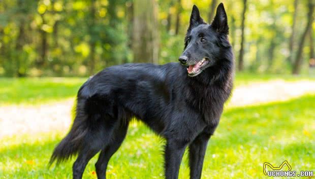 如果你要浪迹天涯，这4种犬，只要给口饭吃，必将舍命追随