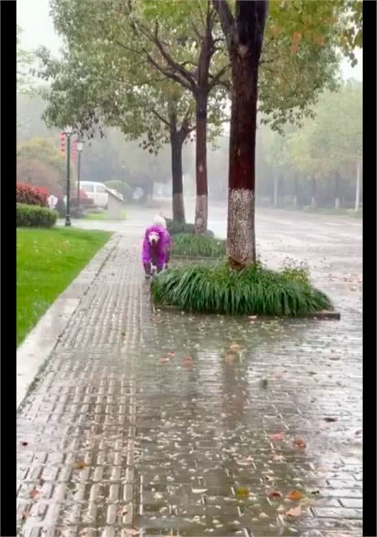 狗狗全副武装穿上雨衣雨鞋，漫步在暴雨之中，别有一番情调呀