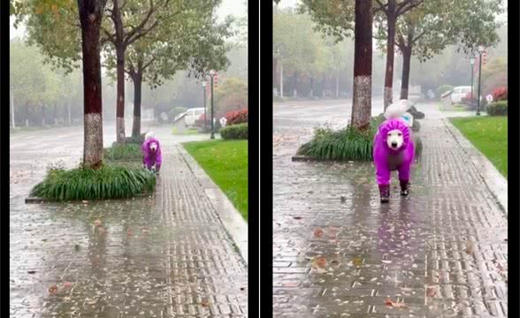 狗狗全副武装穿上雨衣雨鞋，漫步在暴雨之中，别有一番情调呀