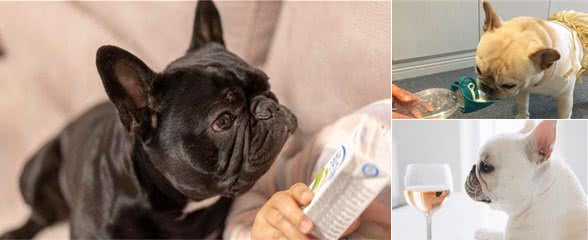 法斗易生病，原来是你给它喝了这几种水