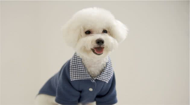 很喜欢比熊犬，但从不打算养，有这几个原因