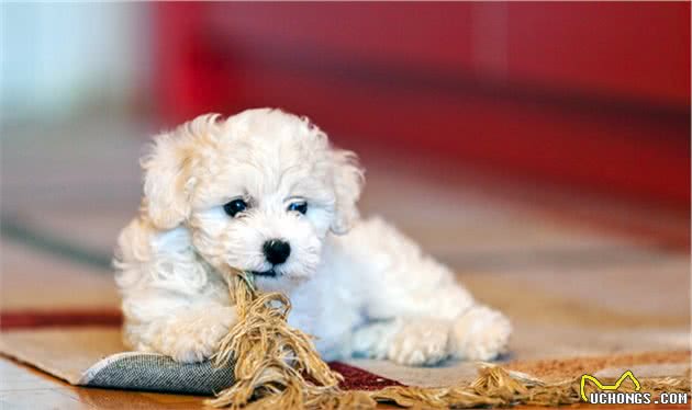 很喜欢比熊犬，但从不打算养，有这几个原因