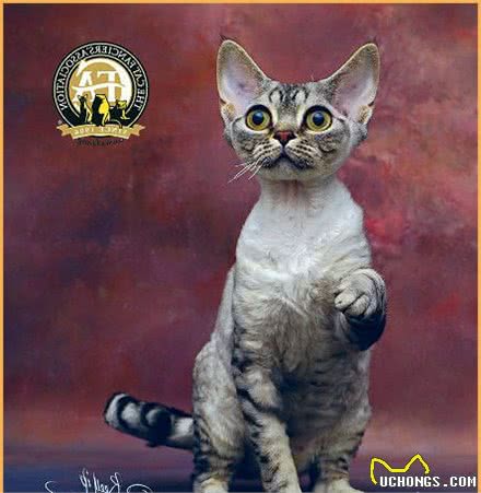 十种不会掉毛的猫咪，你家有吗？