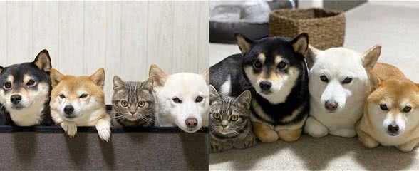 短毛猫被三只柴犬带大，它听得懂口令，一举一动超像狗