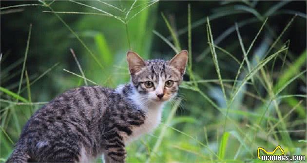 想养狸花猫吗？带你了解它的优点和缺点，希望你也喜欢它