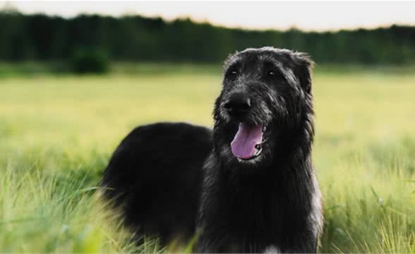 爱尔兰雪达犬的养护方法介绍