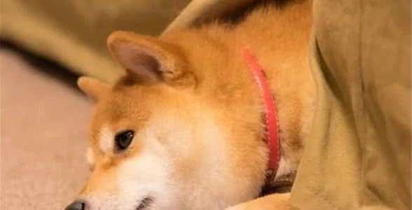 柴犬护理宝典，养柴前必须了解的几件事