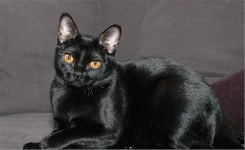 猫咪温柔排行：这些猫咪，内心跟个孩子一样