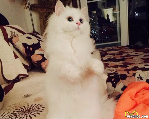 猫咪温柔排行：这些猫咪，内心跟个孩子一样