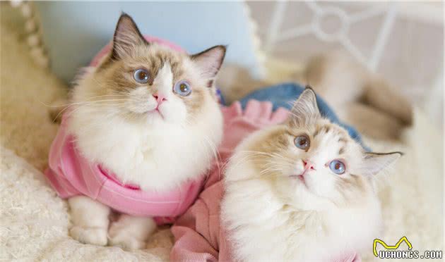 猫咪温柔排行：这些猫咪，内心跟个孩子一样