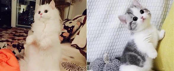 猫咪温柔排行：这些猫咪，内心跟个孩子一样