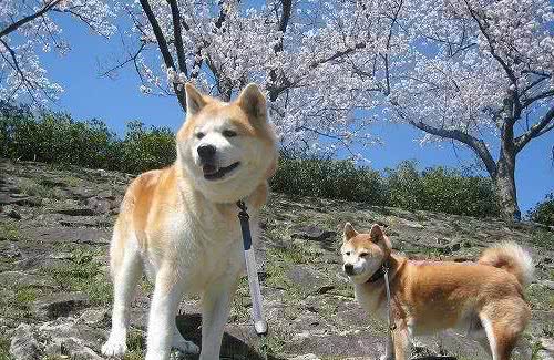 柴犬和秋田犬常常被认错？到底是狗的问题，还是人的问题