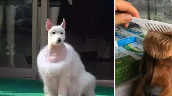 女子给狗狗理新发型，没想到越剪越不对，看到成品后直言没眼瞧