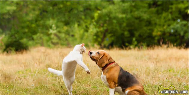 比格犬的几大缺点，网友：就算想养也不敢养啊