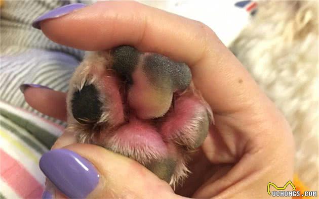 狗狗脚掌增厚变得可爱？可背后犬瘟热等隐患却是不小