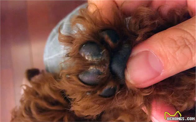狗狗脚掌增厚变得可爱？可背后犬瘟热等隐患却是不小