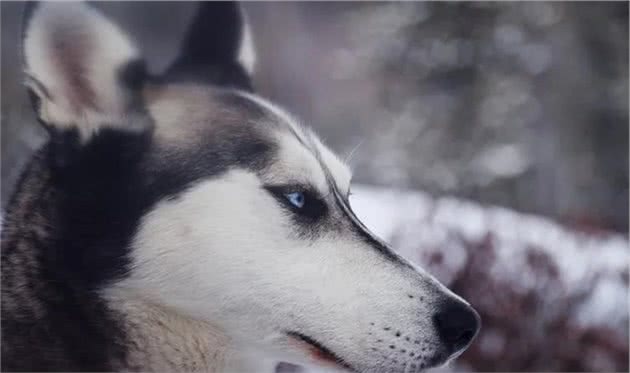 蓝狗的眼睛