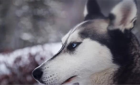 蓝狗的眼睛