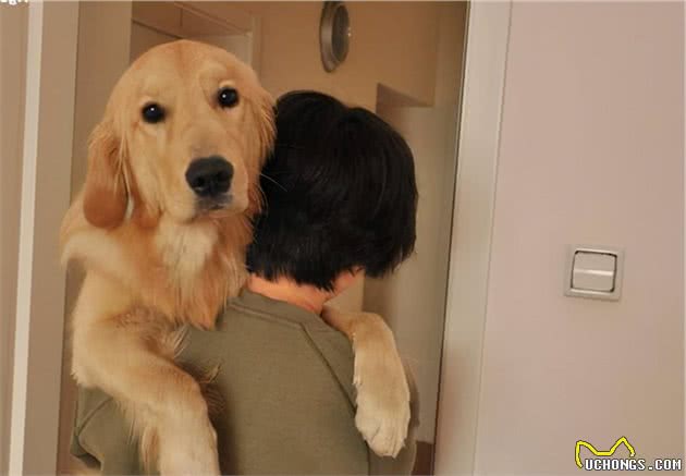 金毛犬无攻击性，但这几种情况下也会咬人