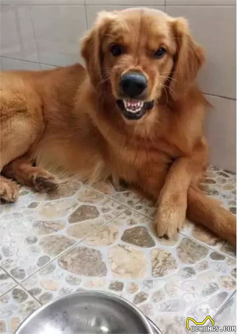 金毛犬无攻击性，但这几种情况下也会咬人