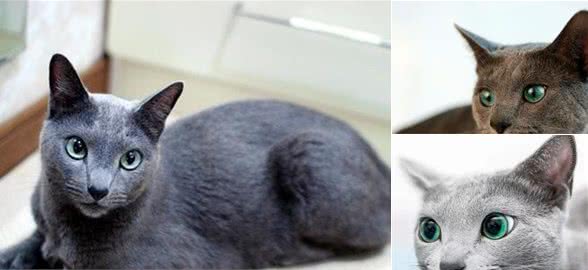 3种蓝猫的区别，你知道吗？英短，俄蓝和沙特尔猫