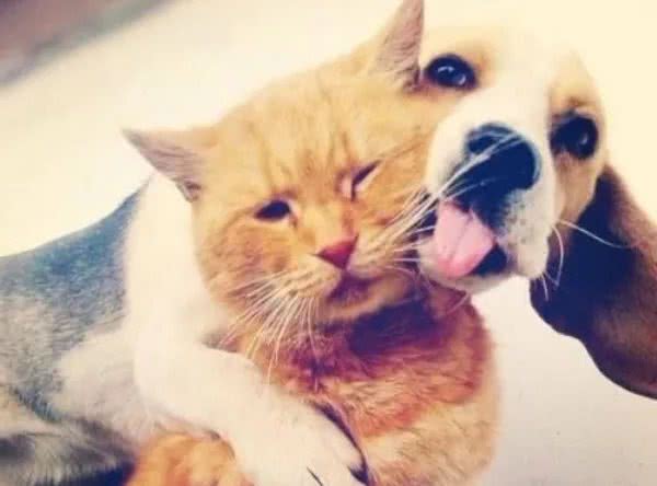 猫和狗的这些区别，猫狗双全的铲屎官必须要知道