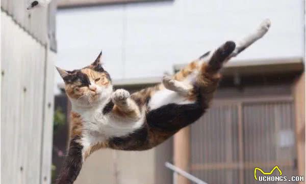 猫和狗的这些区别，猫狗双全的铲屎官必须要知道