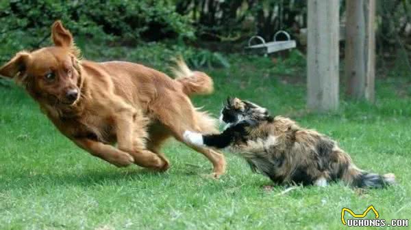 猫和狗的这些区别，猫狗双全的铲屎官必须要知道
