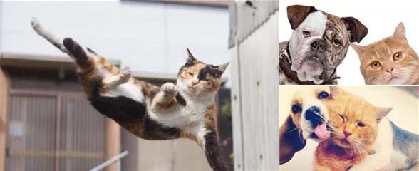 猫和狗的这些区别，猫狗双全的铲屎官必须要知道