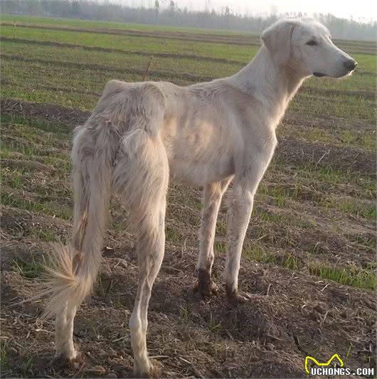 哮天犬的原形是山东细犬吗？