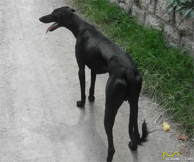 哮天犬的原形是山东细犬吗？