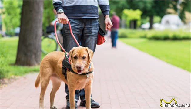 导盲犬养成记—做人类最忠诚地伙伴，不离不弃