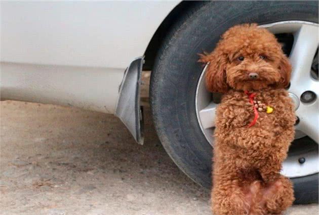 狗狗直立行走很可爱？主人需注意犬类脊柱承受力，避免爱犬受伤害