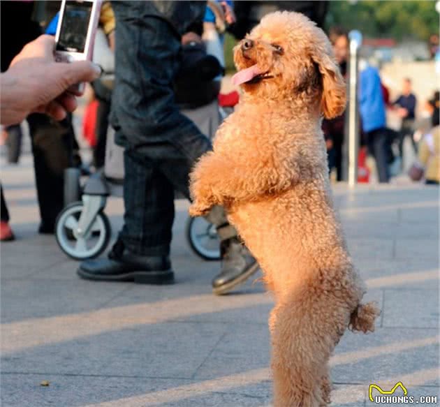 狗狗直立行走很可爱？主人需注意犬类脊柱承受力，避免爱犬受伤害