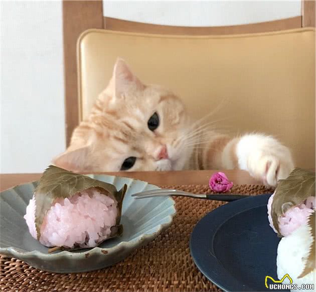 辟谣：猫不用吃猫粮，农村猫吃剩饭活得也挺好，其实那只是零食