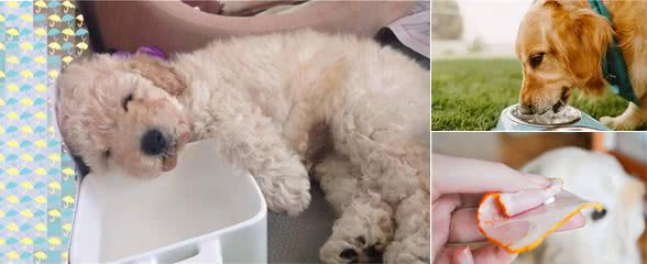 狗狗出现这些情况，可服用益生菌调理肠胃