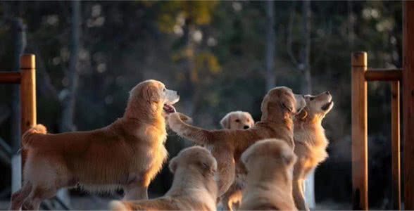 犬的品种与习性