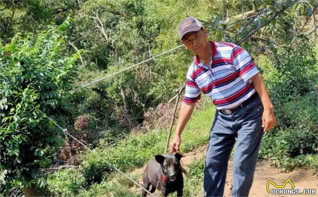 狗狗看家护院的典范：3大猕猴群入侵果园，被20只忠犬守护击退