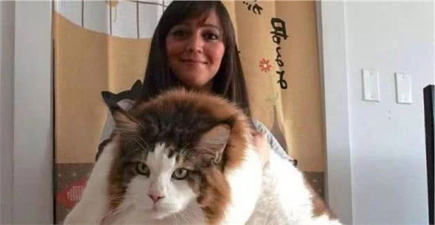 猫中“巨无霸”，它是一头真正的野兽，缅因猫：我只是毛长