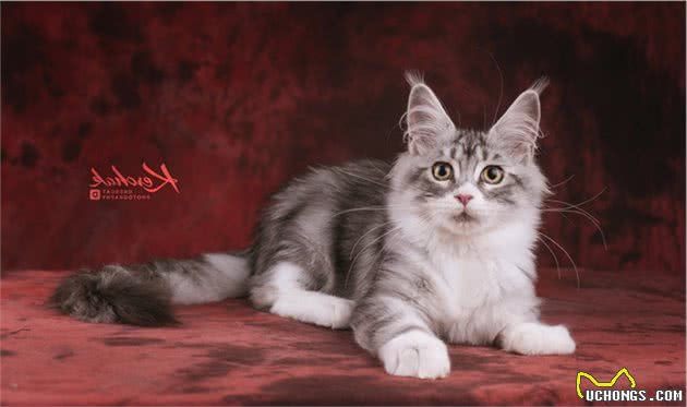 猫中“巨无霸”，它是一头真正的野兽，缅因猫：我只是毛长