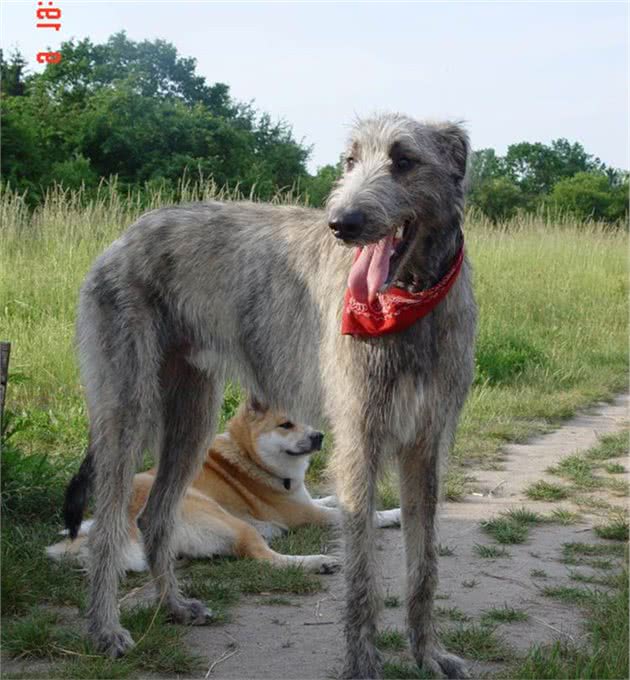 训犬师也不知道的秘密：猎犬并不“打猎”