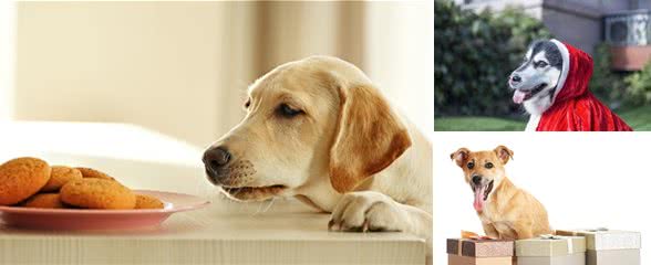 戈赞：狗狗便秘不吃东西怎么办？