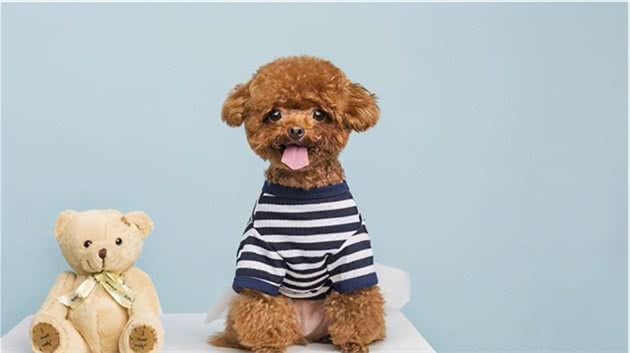 戈赞：泰迪犬换牙周期你都知道吗？