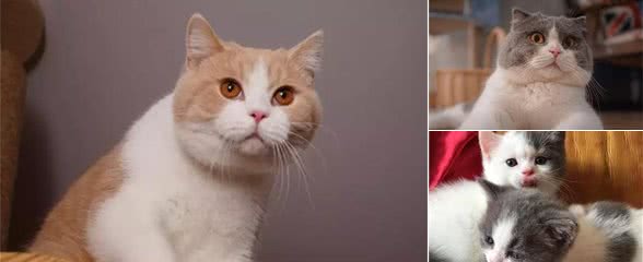 养猫，就选英国短毛猫，理由有6个！
