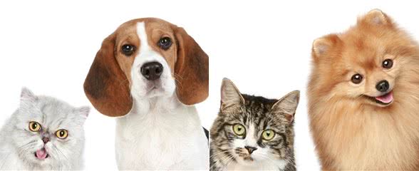 辟谣：犬猫饮食健康只注重食物质量就可以了，喂养方式同样很重要