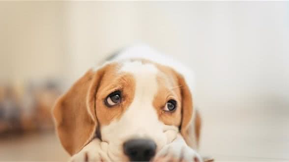 给狗狗洗澡，要避开这四个误区，不然就是在伤害狗狗